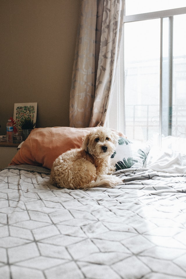 dog on bed next to window and blind